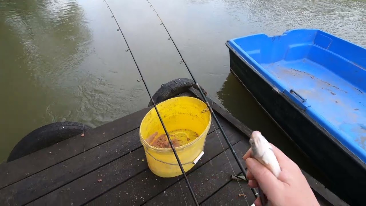 MAJDNEM HARCSA ELEDEL LETT. RAGADOZÓ TÁMADTA MEG A KESZEGET, LÁTSZIK A GEREBEN FOG NYOMA A TESTÉN.4K