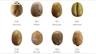 Kiwi Sorting machine