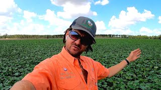 Florida Farming