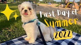 First of Summer | Chase the Shih Tzu Back in the Beach by Chase the Shih Tzu 2,769 views 1 year ago 2 minutes, 27 seconds