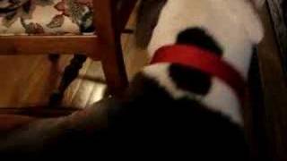 Meet My Friend Bianca Pitbull In Us