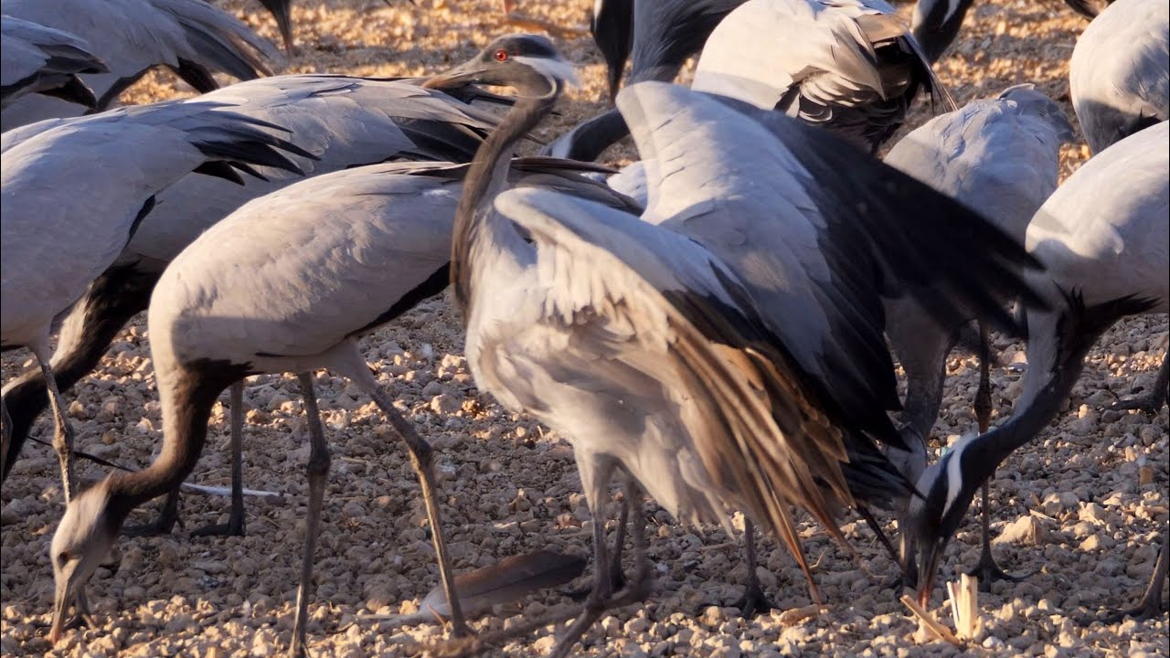 Demoiselle Cranes feeding in Khichan, long version