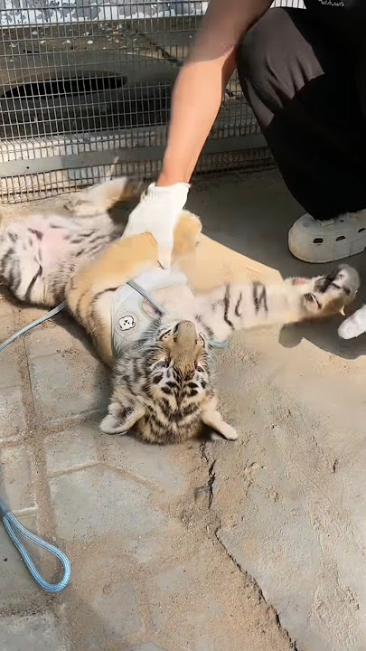 Cute Tiger Want some Fun 🫣