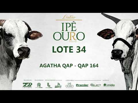 LOTE 34   QAP 164