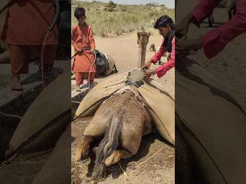 الجمل يبلل ذيله بوضع كمية من الماء عليه