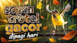 Pancingan sogon gacor ngleper memanggil lawan‼️sogon trotol gacor dipagihari
