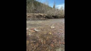 Gold Panning #gold #goldpanning #alaska #river #flowingwater
