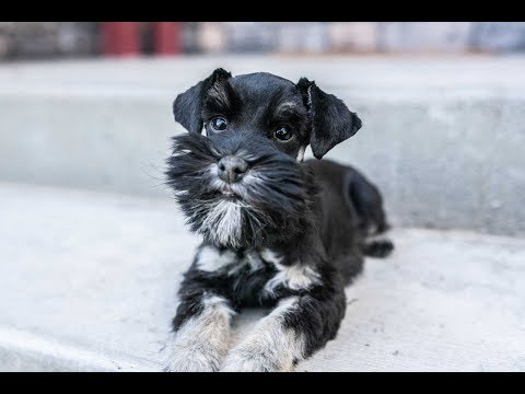 if-you-love-miniature-schnauzers,-then-you'll-love-this...