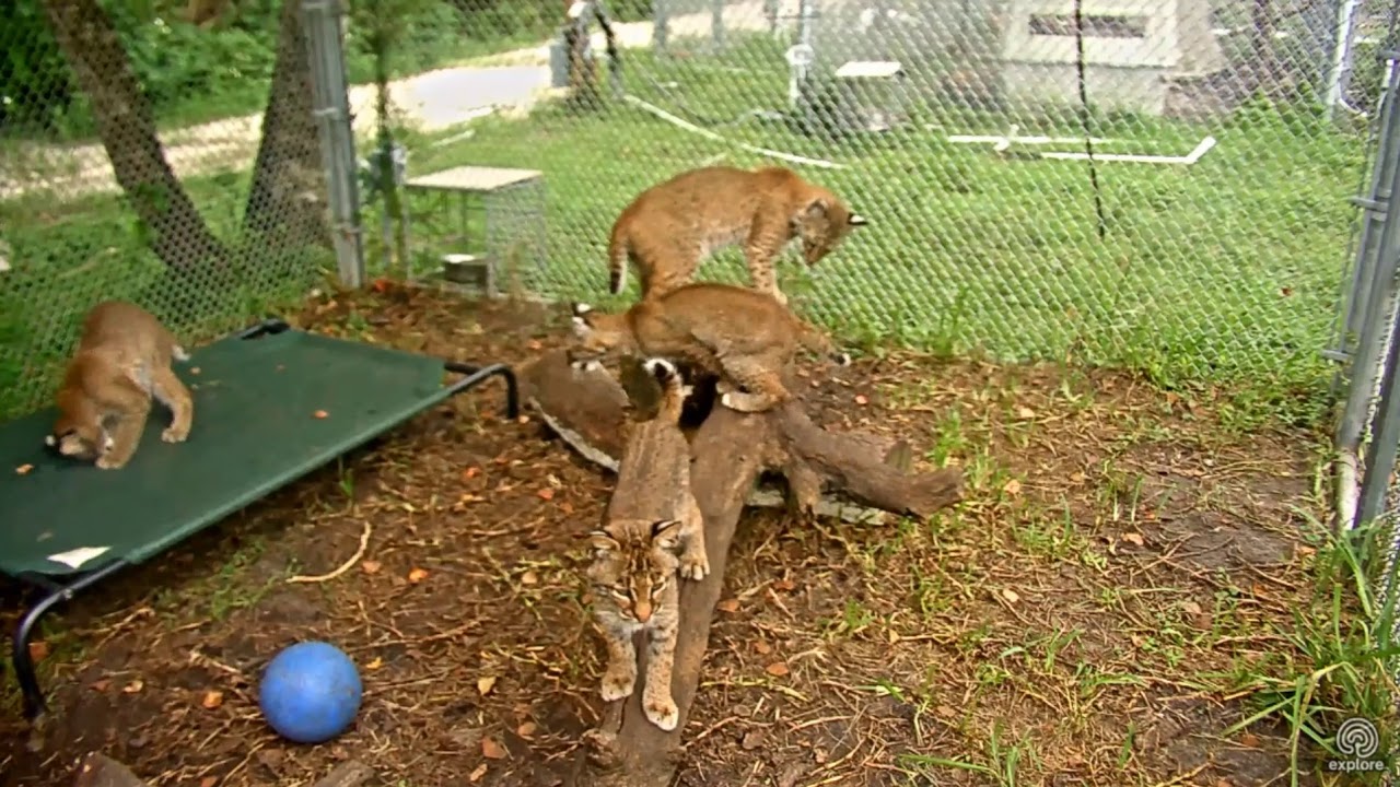 leopard print How high can a baby bobcat bounce?