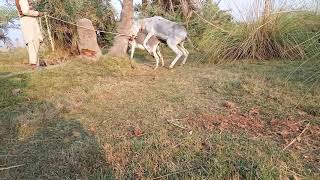 proses perkawinan keledai _ alat kelamin nya gede banget parah _ donkey marriage process