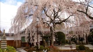 淀川堤千本づき唄