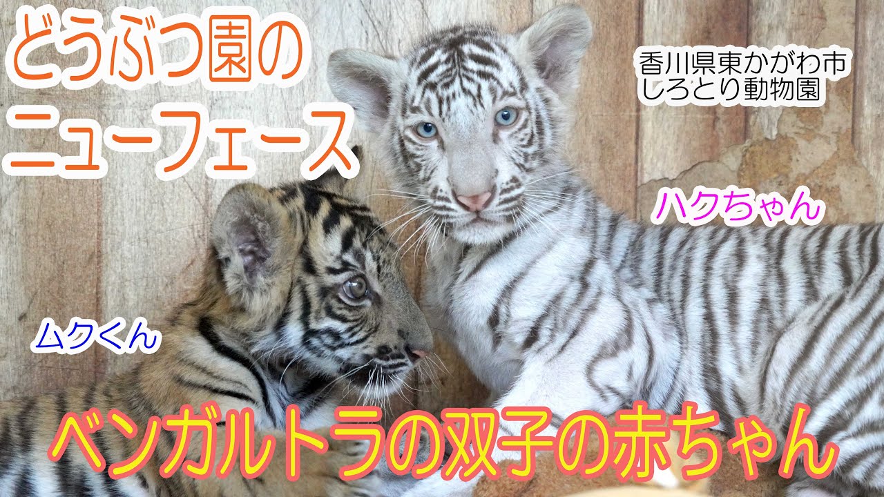 どうぶつ園のニューフェース 双子のトラの赤ちゃん@しろとり動物園