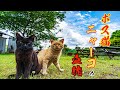 ボス猫ニャーゴ？本人だったらもう九歳のおじいちゃん猫【亀山ダム野良猫ファミリー】