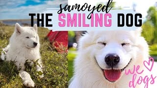 The Smiling Dog