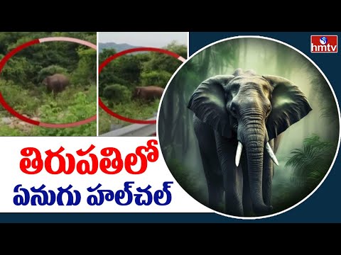 తిరుపతిలో ఏనుగు హల్‌చల్ | Elephant in Tirupati | hmtv - HMTVNEWS