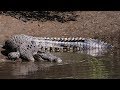Mowbray River Saltwater Crocodile