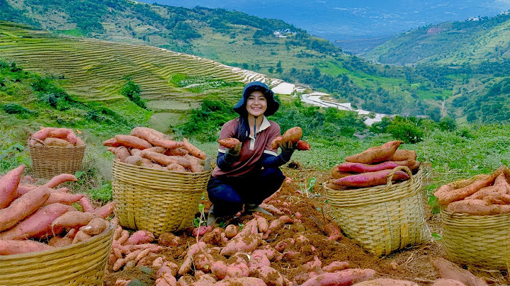 Harvest Japanese Sweet Potatoes: Big, Sweet Goes To Market Sell – Sold Out Fast, Weeding Vegetables.
