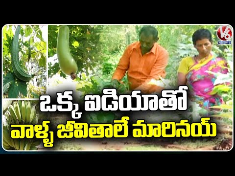 Farmers Making Huge Profits By Cultivating Vegetables | Nizamabad | V6 News - V6NEWSTELUGU