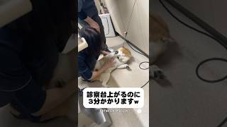 Shiba Inu who loves the vet way too much😂 #ShibaInu #dog #cutedog #lifeofdogowners #veterinaryclinic