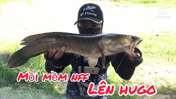 Câu cá lóc bằng mồi giả(mồi nhái nhảy nhái lắc Slure mồi mềm nff lưởi chì đồng của bác tép ấn tượng)