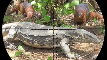 BERBURU BIAWAK DAN GARANGAN//PENGHUNI DURI