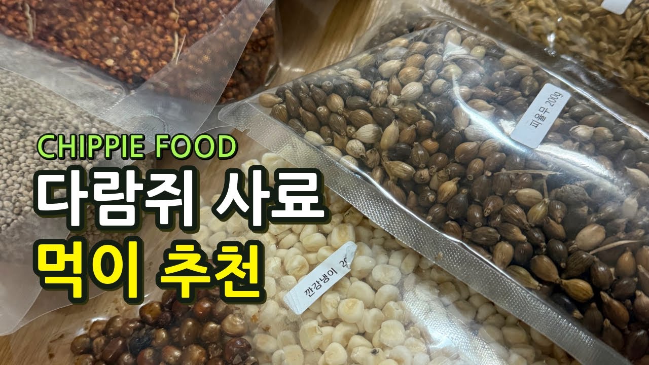 다람쥐 사료 먹이 추천 - YouTube