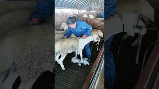Insane Speed! Worker Shears Sheep in Seconds