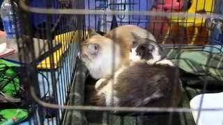 Tabby And Jasmine