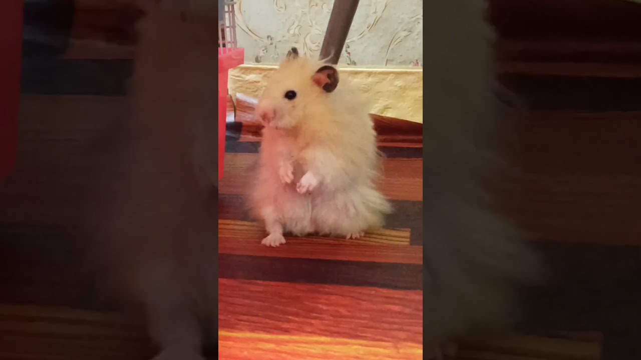Hamster standing 🐹 