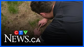 Telltale sign: A yard with dead grass surrounded by green lawns