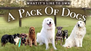 The TRUTH about owning a whole PACK OF DOGS!!!