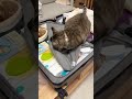 Some cats know everything and some cats know nothing hahahahahahahahahahahahahahahahahahahahahah