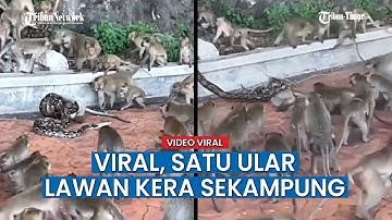 MERINDING Detik-detik Puluhan Kera Berusaha Tolong Temannya yang Dililit Ular di Tebing