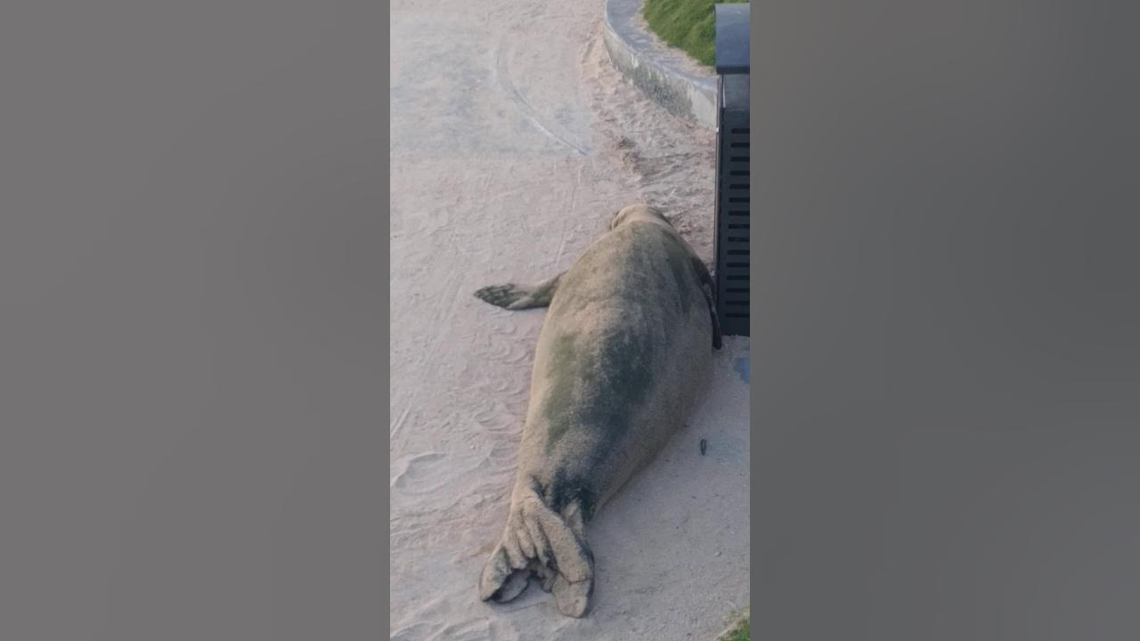 A seal on land YouTube