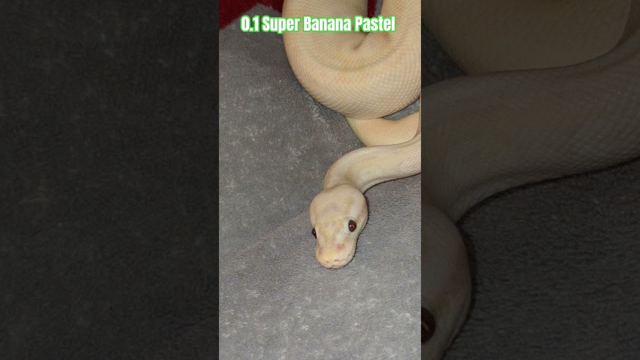 0.1 Super Banana Pastel 
