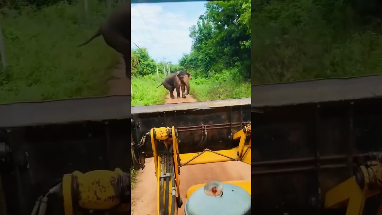 Sri Lankan elephant vs England jcb 🍃😍 