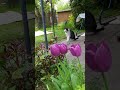#katzen