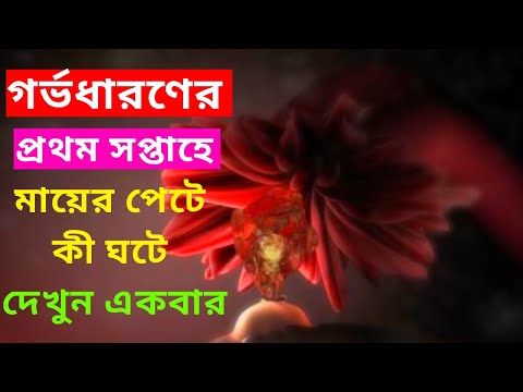 ভিডিও: জরায়ুর সাথে ভ্রূণের সংযুক্তি কোন দিনে ঘটে?