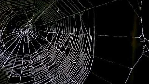 Kde je pavouk v hotové pavučině?
