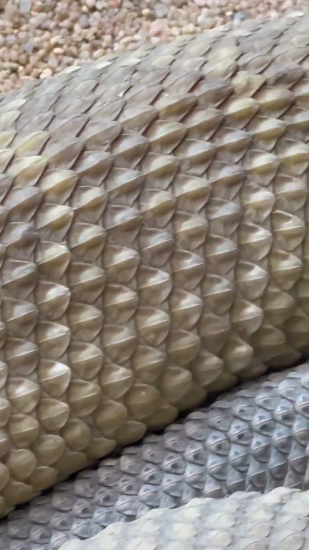 Precious Rattlesnake