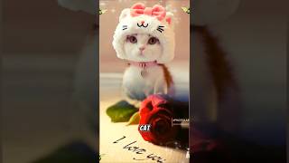 My cat Lotty has a purrfect alternative  for everybody who needs therapy.