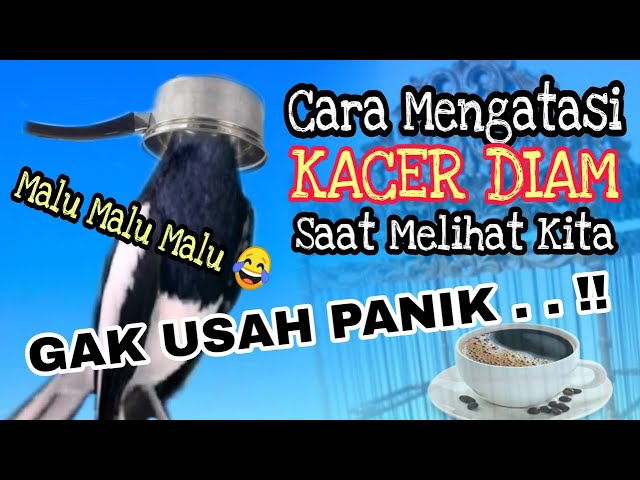 Kacer Diam Saat Lihat Majikan || Ini Solusi Agar Kacer Tidak Malu Untuk Berkicau class=