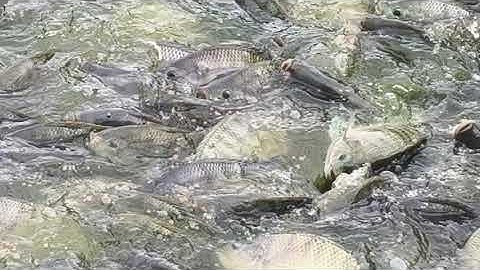 Cung cấp giống rô phi đơn tính, cá chốt giống, hướng dẫn kĩ thuật nuôi,bao đầu ra 0706,500,510