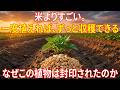 米より健康に良い。年中収穫できて、植え替えも不要。育てやすく、収穫も早く、水にあまり頼らない。葉も食材になる。