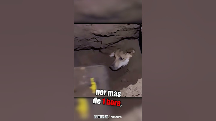 Hombre Rescato a un Perro Enterrado con sus Cachorros #Shorts