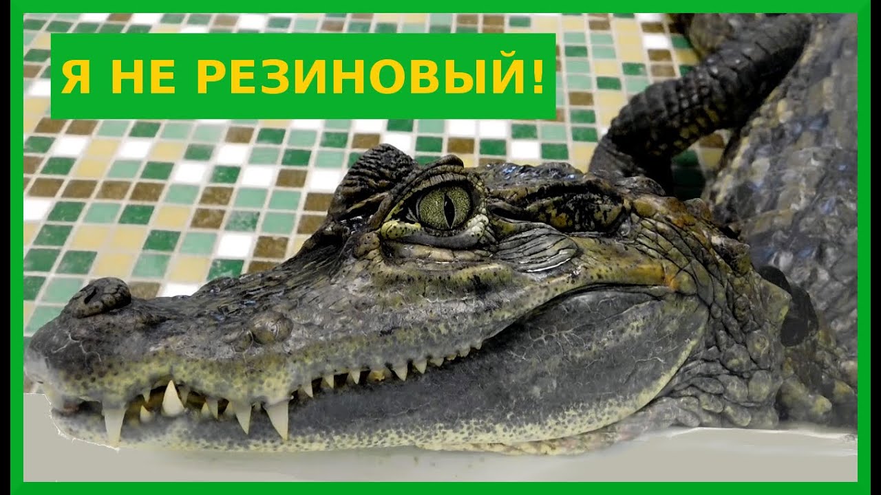 В гостях у крокодилового каймана