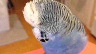 Chicken gets chatty in the morning. Crazy talking budgie!