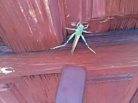саранча большая фото онлайн