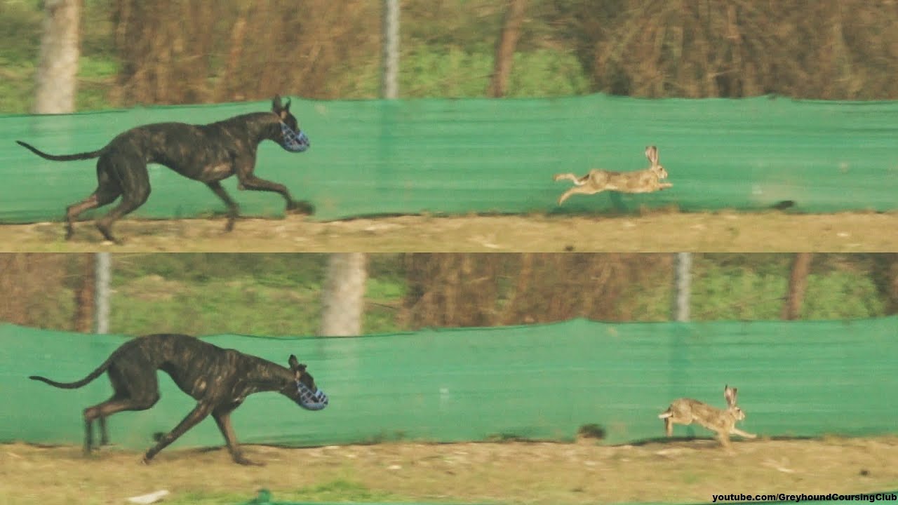 dog vs rabbit chase - YouTube