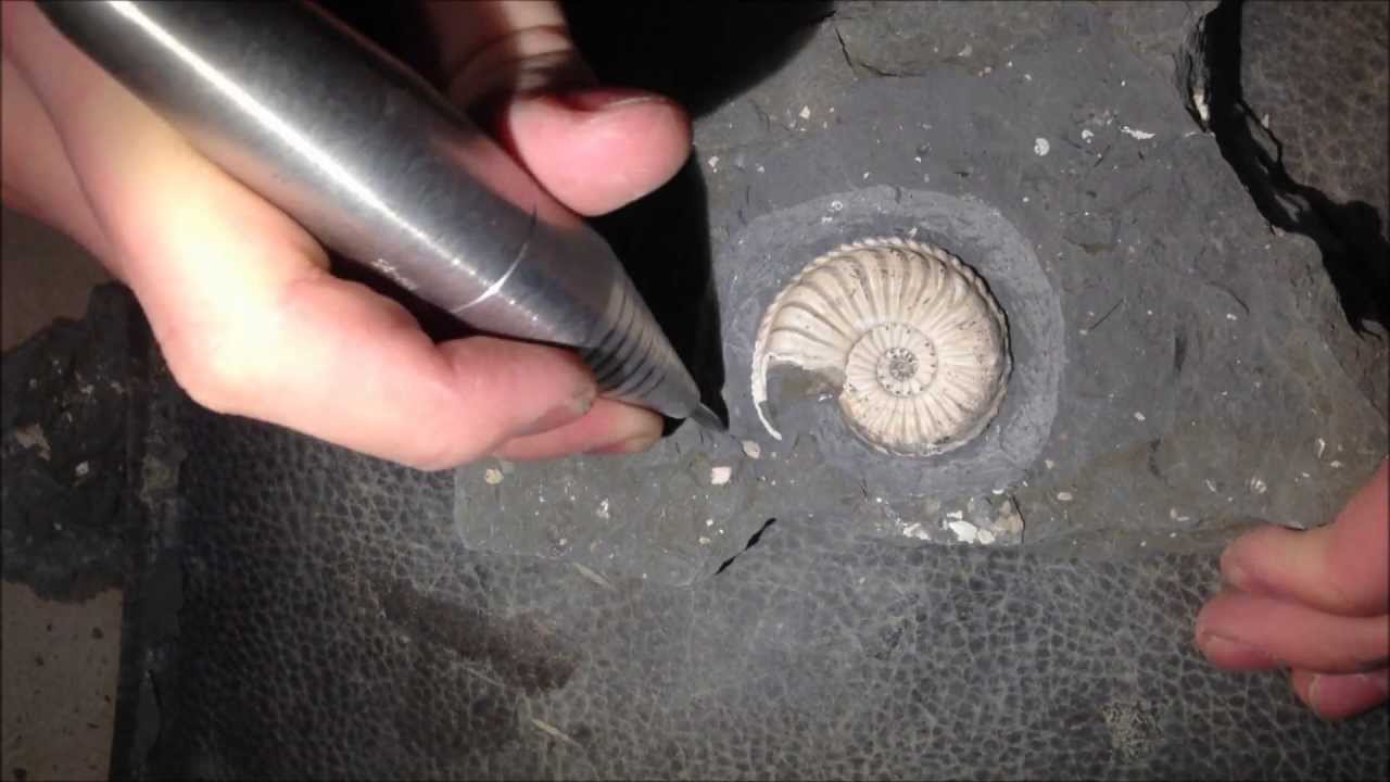 Let´s Prepare #1: Pleuroceras apyrenum, Jura, Franken